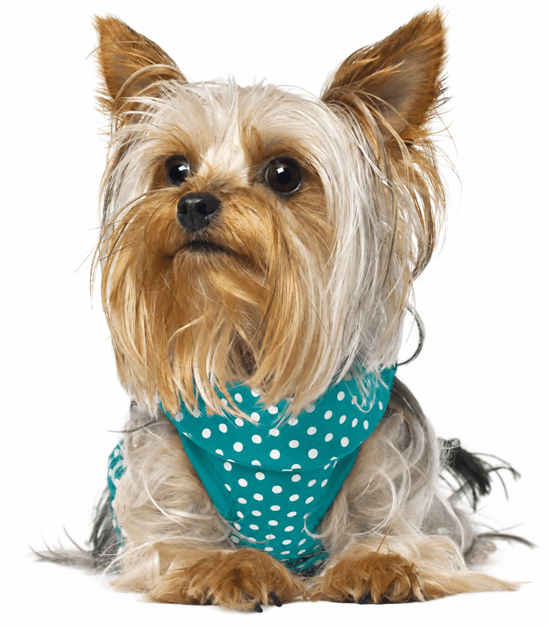Peluquería Canina en Madrid